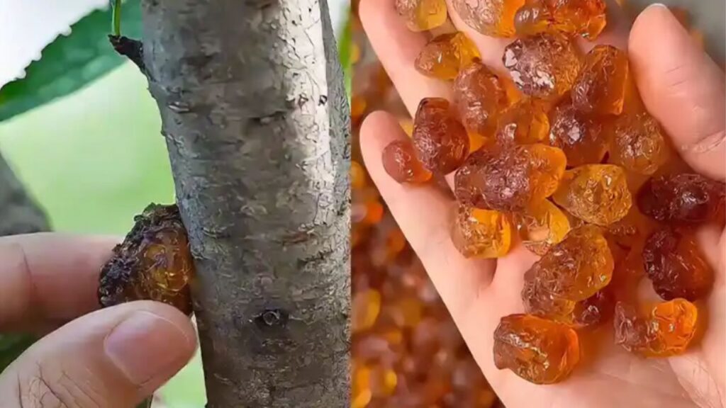 prodotto di origine vegetale