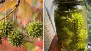 Liquidambar: l’albero che cura e ispira in casa