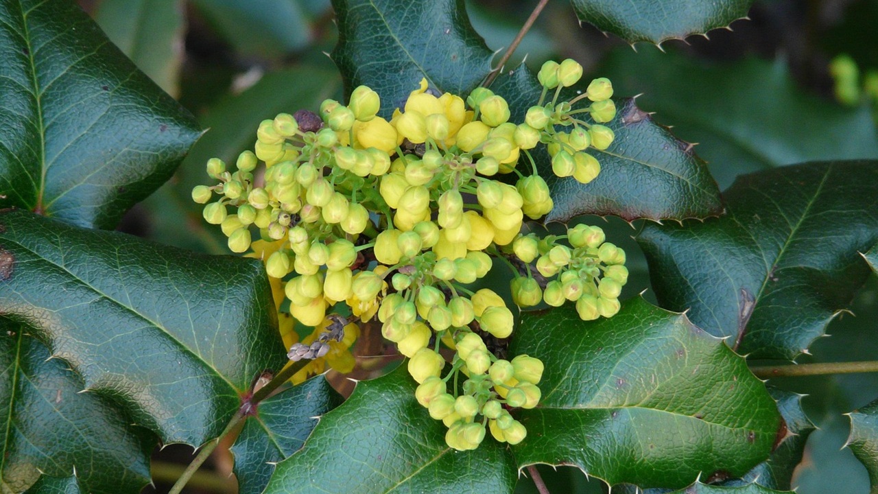 mahonia