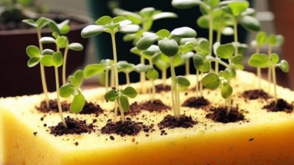 piccole piante verdi