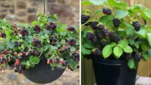 Coltivare le more in vaso è possibile: tutto quello che c’è da sapere
