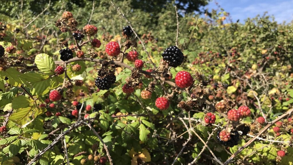 Come potare le more per avere rovi produttivi, ma non invasivi