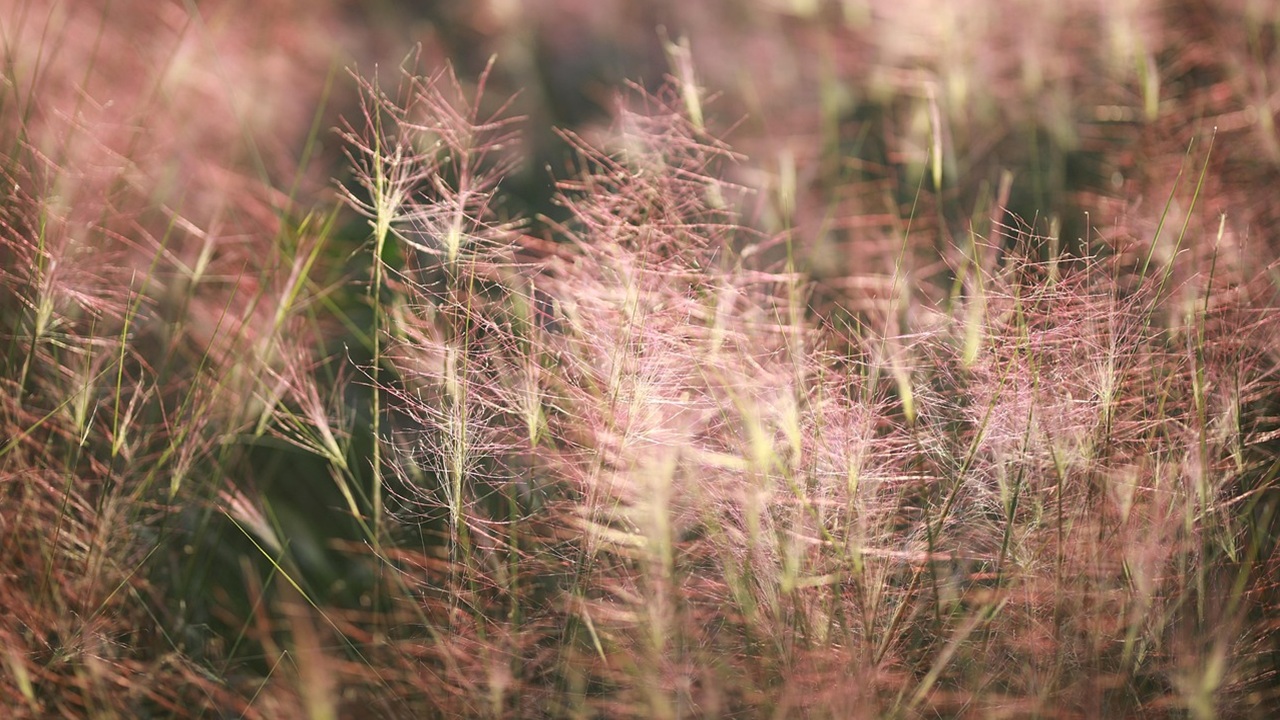 muhlenbergia capillaris porticati autunnali
