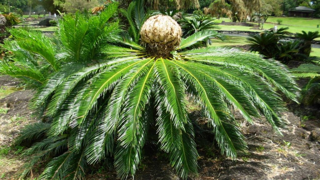 La Cycas: un tocco di antichità per giardini e balconi moderni