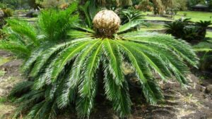 La Cycas: un tocco di antichità per giardini e balconi moderni