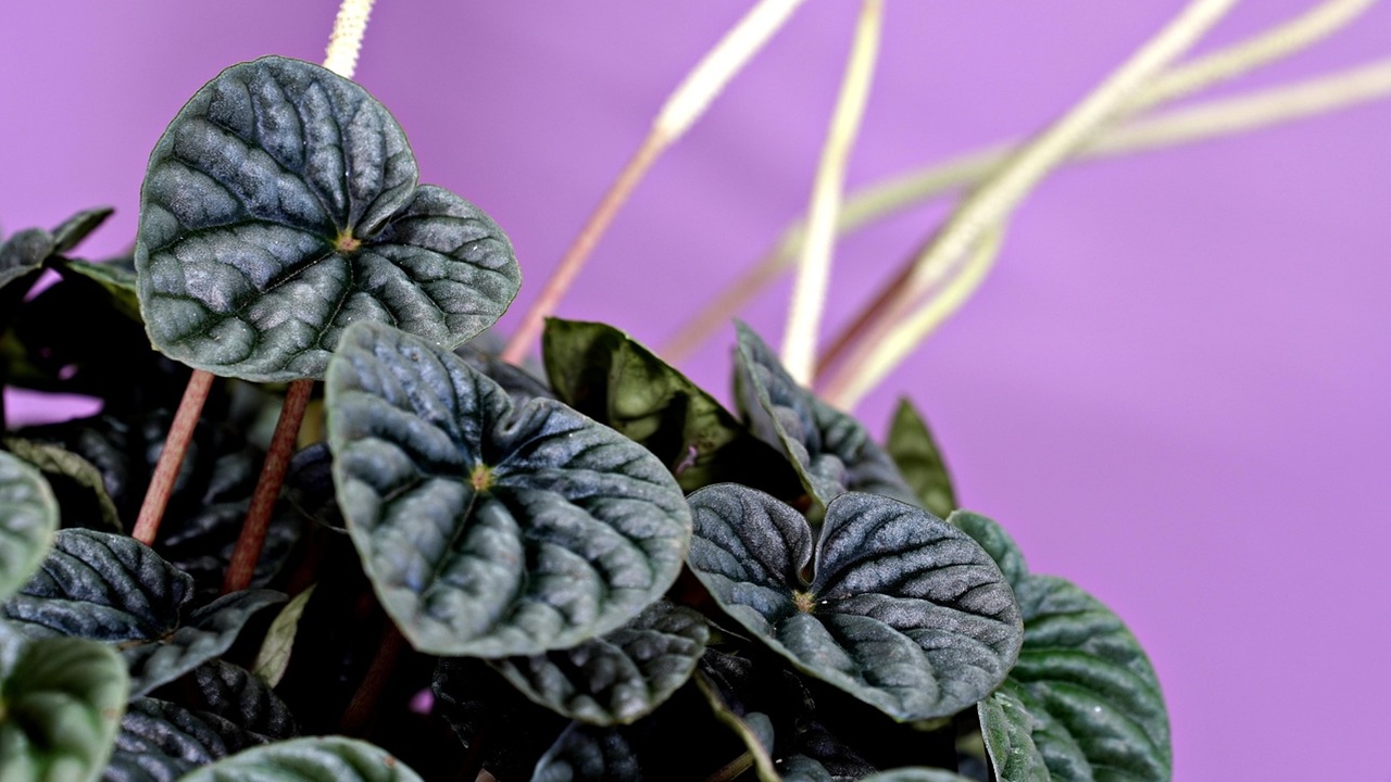 peperomia piante appartamento autunno