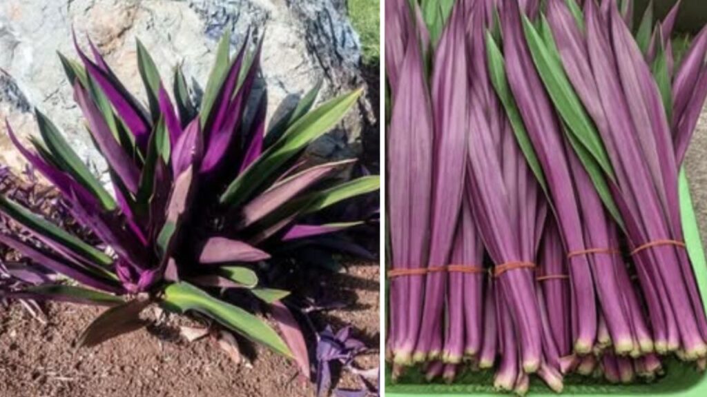 raccolta dell'agave viola