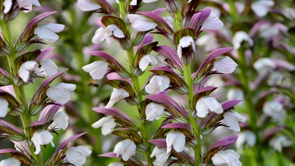Piante ad alta manutenzione: pensateci bene prima di inserirle nel giardino