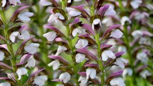 Piante ad alta manutenzione: pensateci bene prima di inserirle nel giardino
