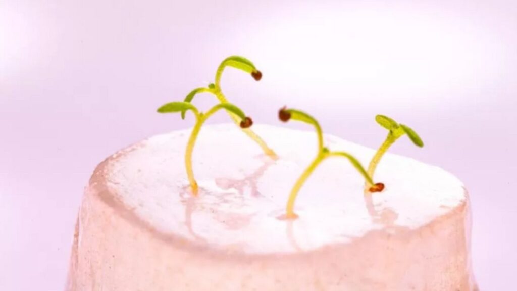 germogli in crescita