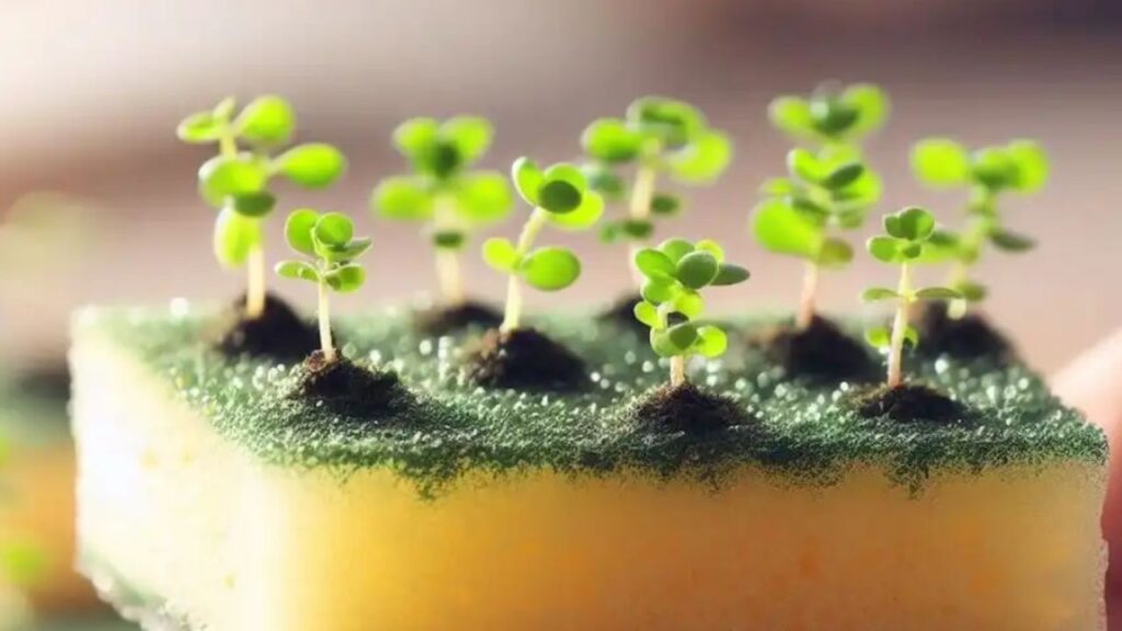 coltivazione in spugna