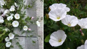 Il fiore insospettabile che può far male a persone e animali