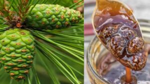 Sciroppo di pigne verdi: proprietà, procedimento e idee per utilizzarlo