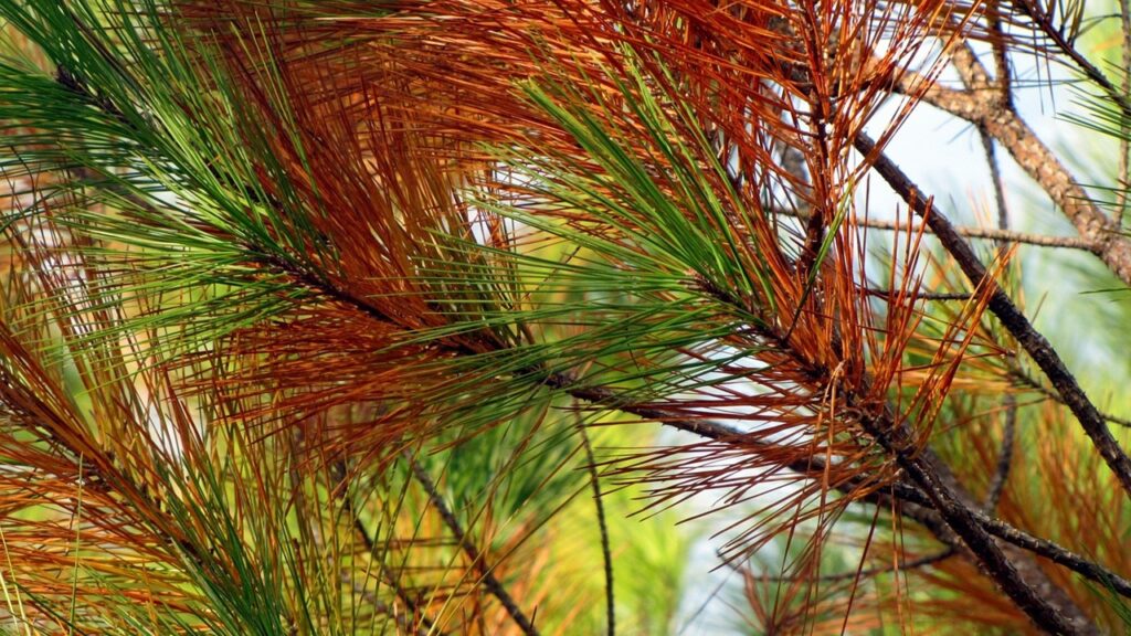 Il pino è diventato marrone? Tante cause e tante soluzioni