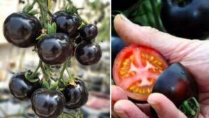 Kumato, il pomodoro nero che batte tutti: benefici e guida alla coltivazione