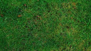 Come prendersi cura del prato in autunno, specie se rovinato dal caldo estivo