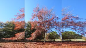 Quercia scarlatta: come piantare e coltivare questo fiammeggiante albero