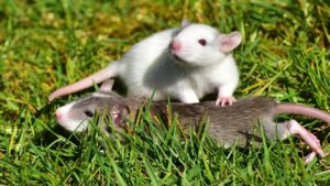 I ratti hanno invaso il giardino? Provate ad allontanarli con queste piante