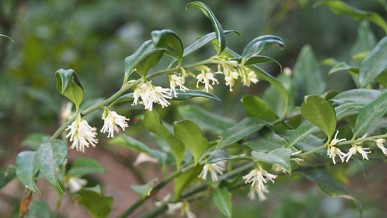 sarcococca bosso dolce