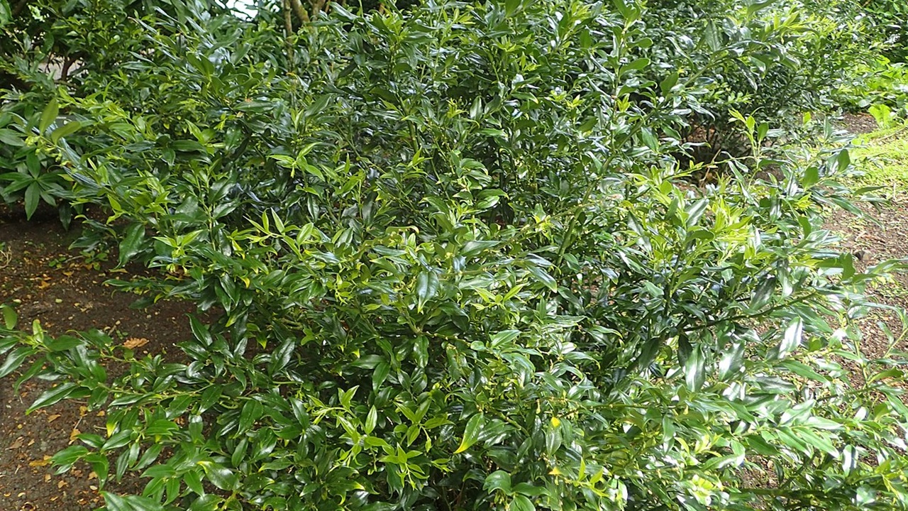 sarcococca patio pianta