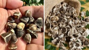 Semi di moringa: un concentrato di benessere da usare ogni giorno