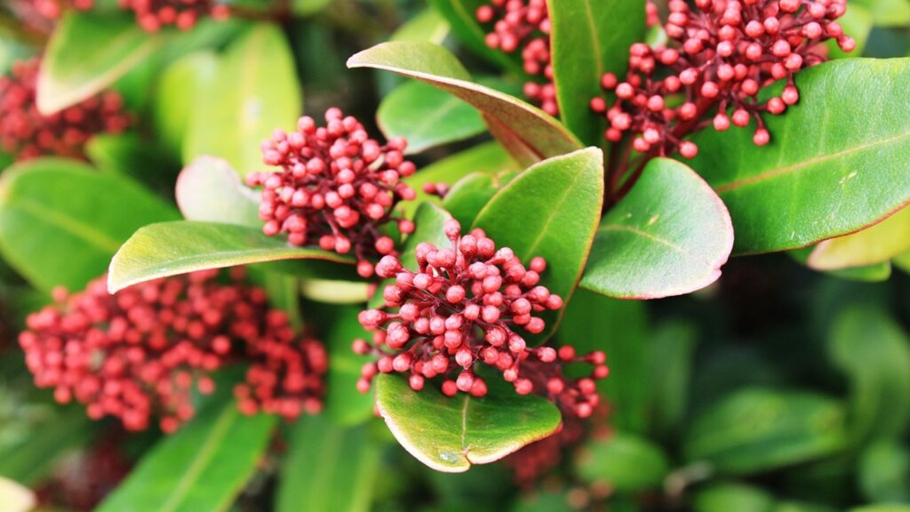 Piante sempreverdi perfette per le bordure (e con fioritura anche invernale)