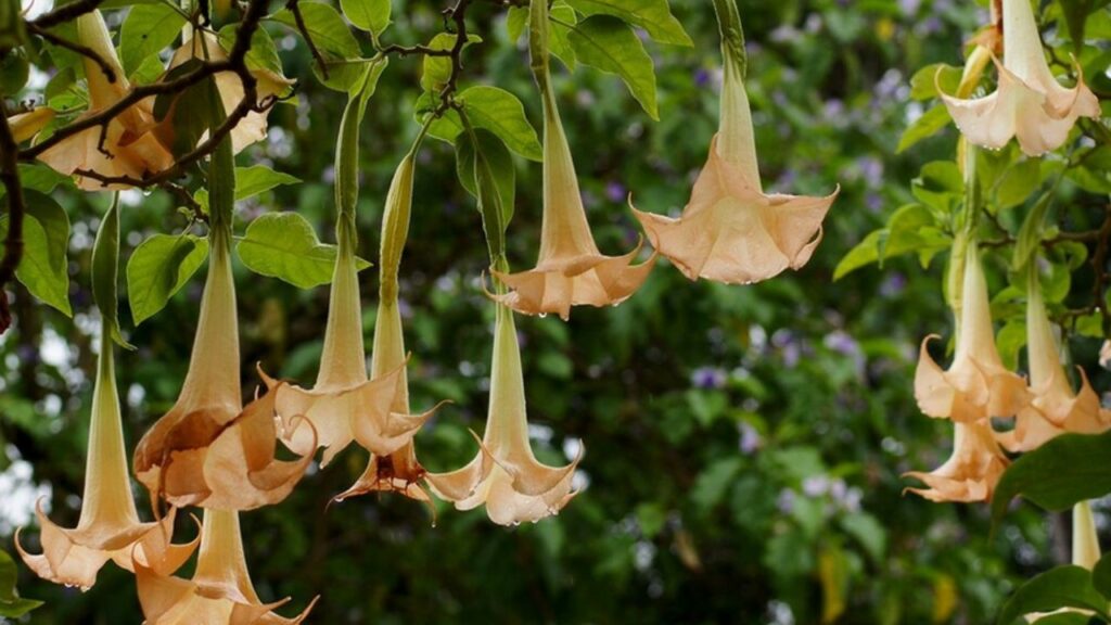 fiori dai petali chiari