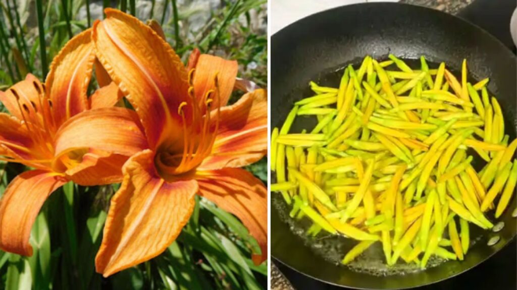 Emerocallide: il fiore “di un giorno” che unisce la bellezza all’utilità