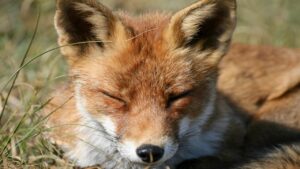 Come tenere le volpi lontane dai bulbi autunnali