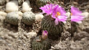 Pelecyphora aselliformis: come coltivare (facilmente) il cactus ascia