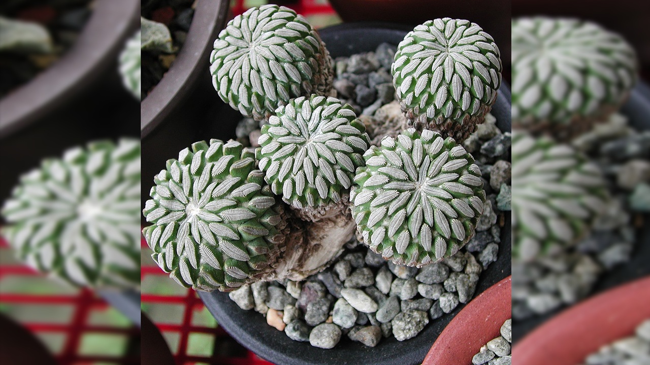 Pelecyphora aselliformis