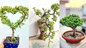 Portulacaria Afra: la pianta del jade africano e come trasformarla in un elegante bonsai