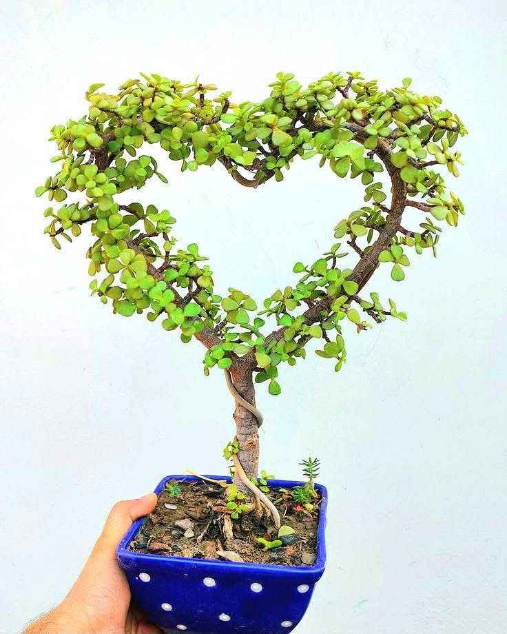 bonsai