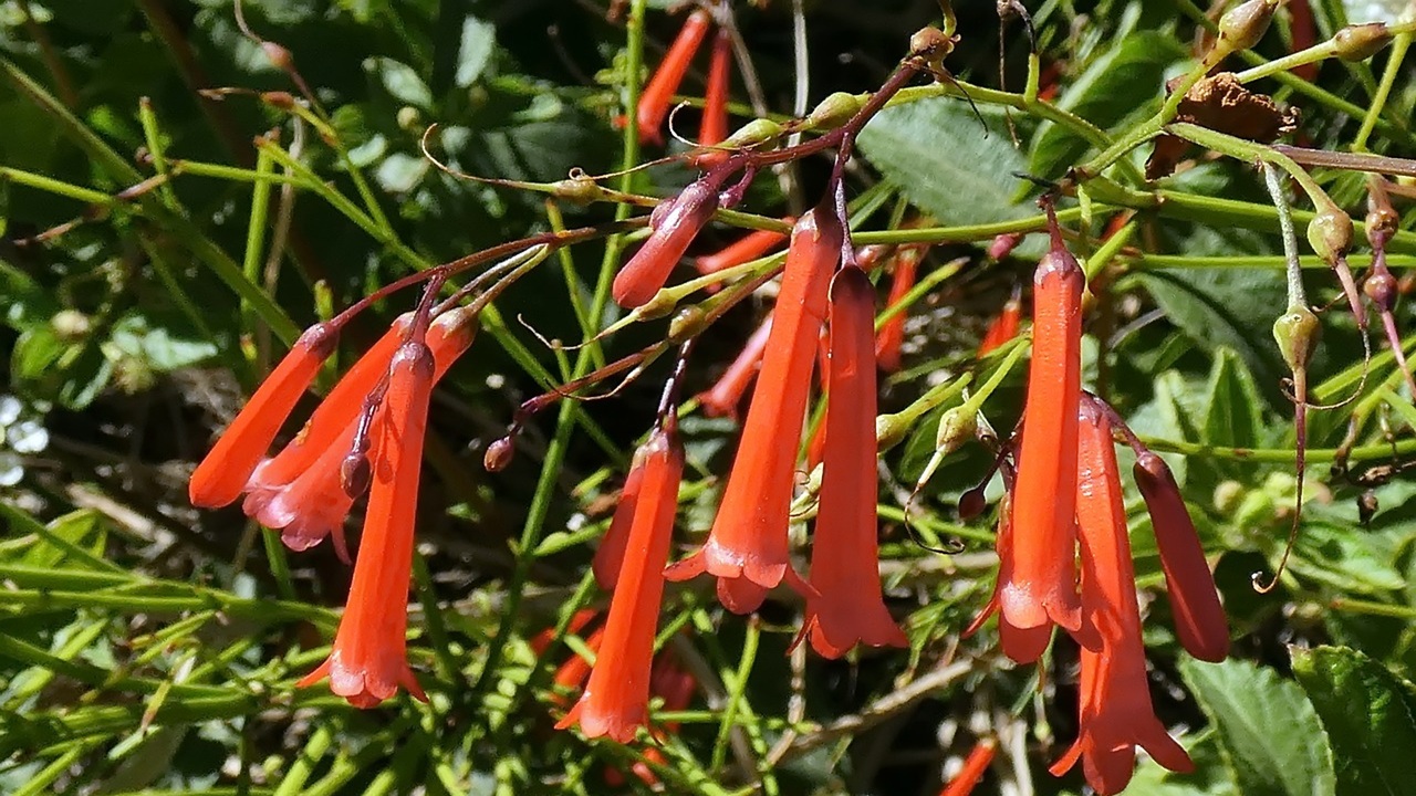 Russelia equisetiformis fiore
