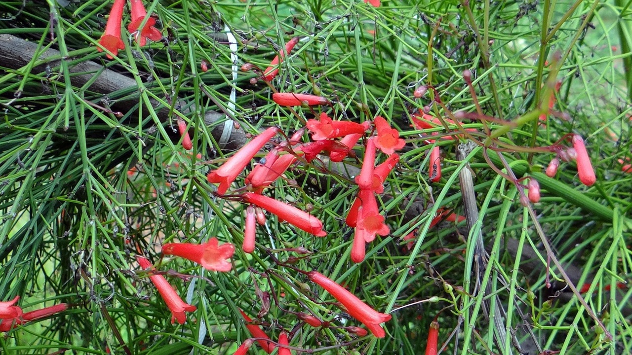 Russelia equisetiformis