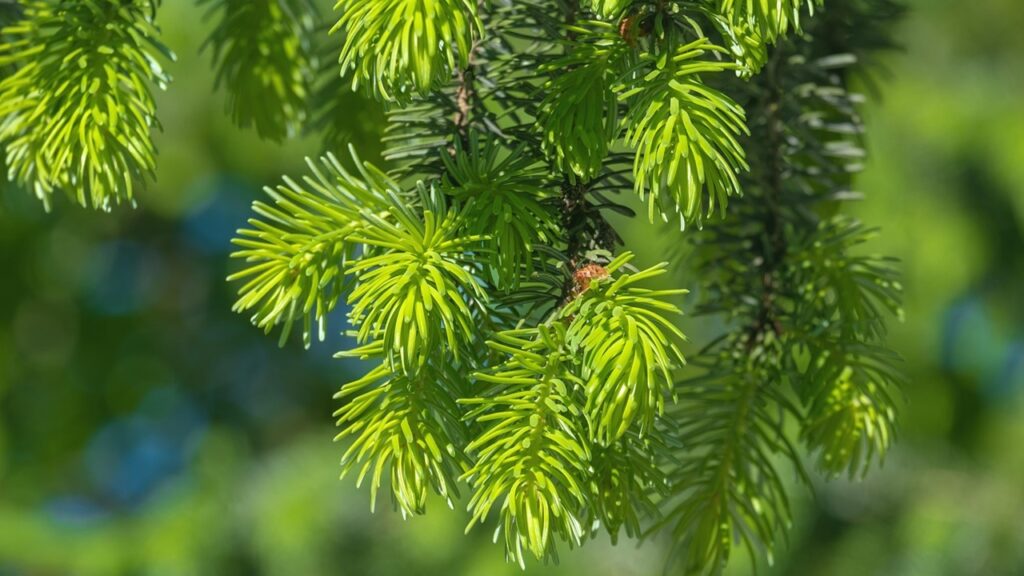Come sfruttare gli effetti benefici degli aghi di pino