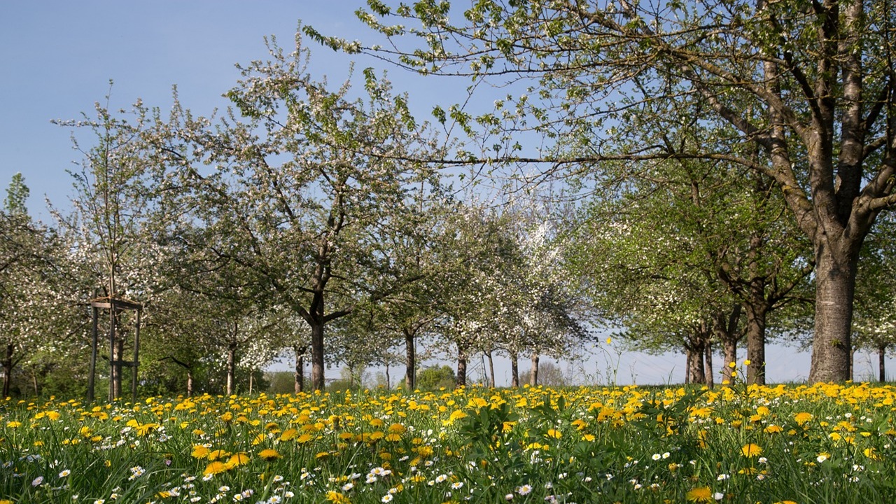 albero frutta terreno argilloso