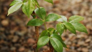 Albero dei soldi: come potare la Pachira aquatica?