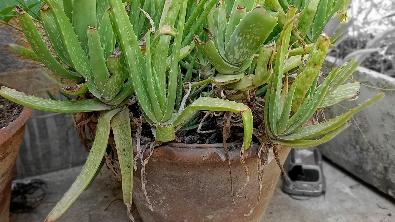 aloe vera balconi