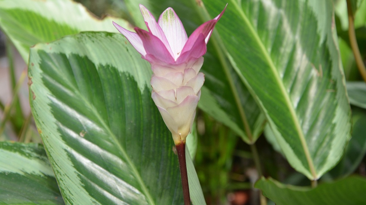 calathea fiore