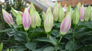 Calathea, talea in acqua: guida alla propagazione e al trapianto