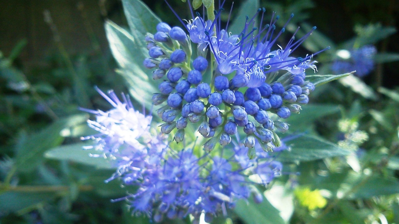 caryopteris fiori blu