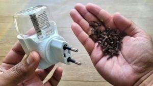 Allontanare le zanzare in modo naturale con i chiodi di garofano