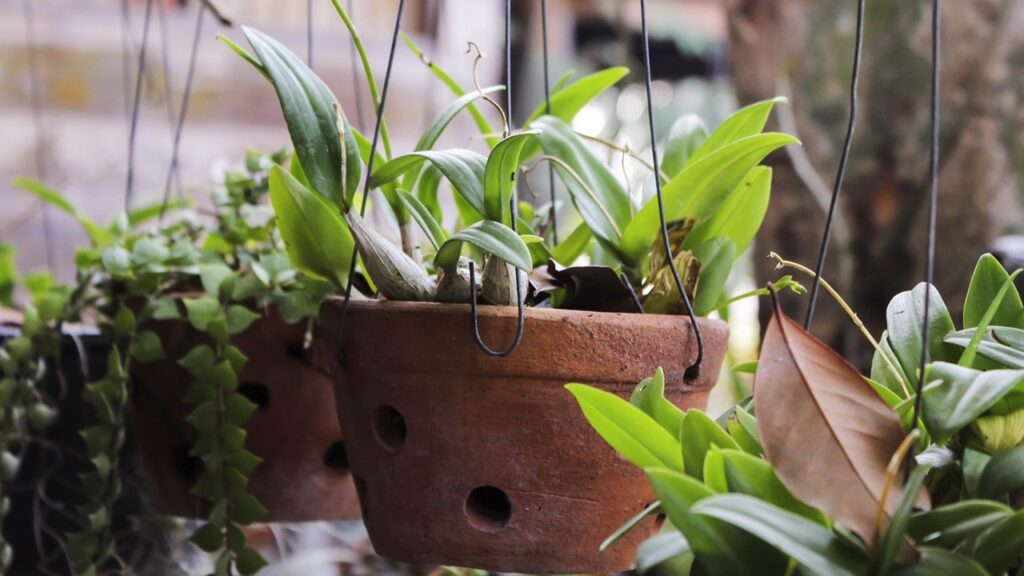 Quando smettere di concimare le piante d’appartamento in vista dell’inverno?