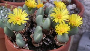 Conophytum: trucchi e segreti per coltivare con successo queste piante succulente nane