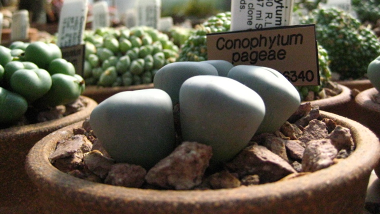 conophytum