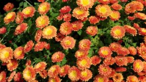 I crisantemi tengono davvero lontani insetti e parassiti?