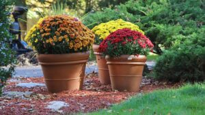 Quali piante abbinare ai crisantemi per creare un giardino autunnale?