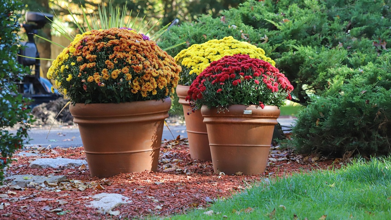 crisantemi piante abbinare