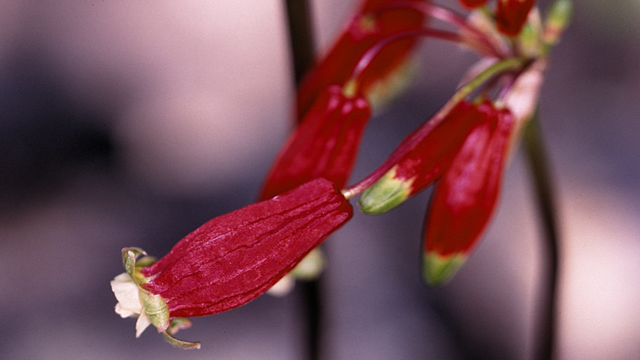 dichelostemma fiore